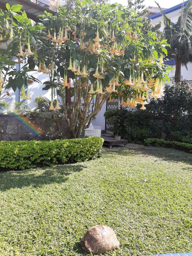 מאפוטו Figtree Guesthouse מראה חיצוני תמונה
